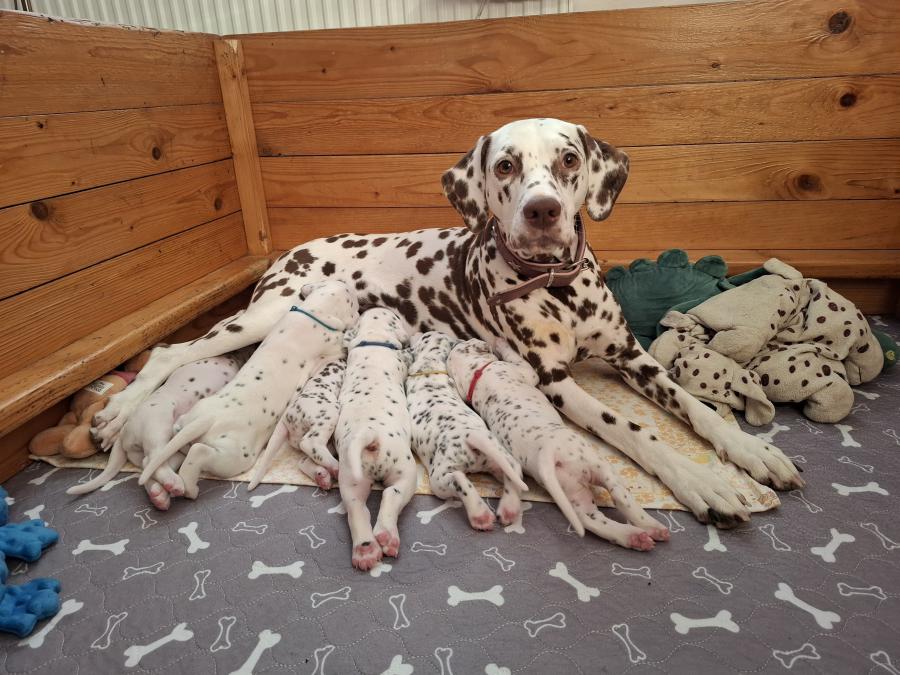 Young Dalmatian puppies in a home setting