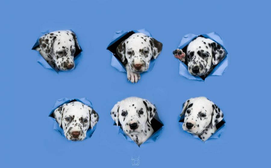 Dalmatian puppies resting together