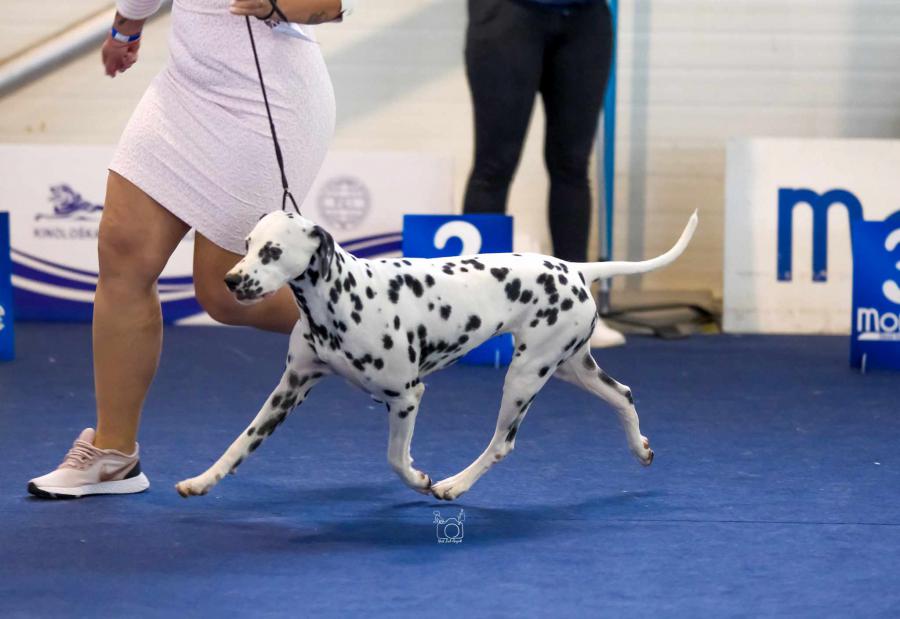 Dalmatian at a dog show