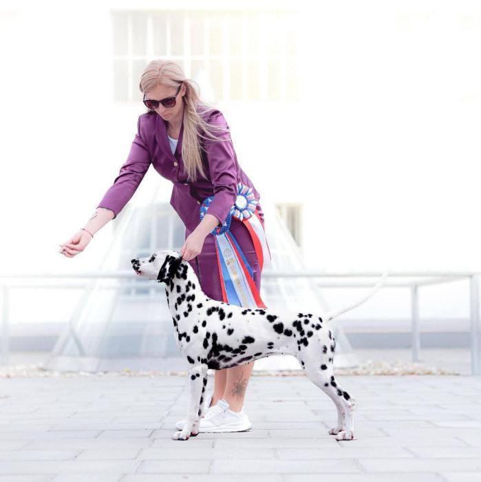 Dalmatian show winner photo